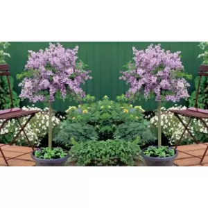 Image of Thompson & Morgan Thompson and Morgan Syringa (Lilac) (Standard) Meyeri Palibin 2 Litre Pot x 3