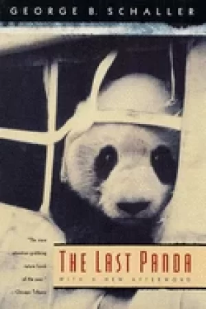 Image of last panda