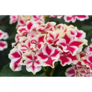 Image of Thompson & Morgan Thompson and Morgan Hydrangea Bicolor Camila 10.5cm pot x 1