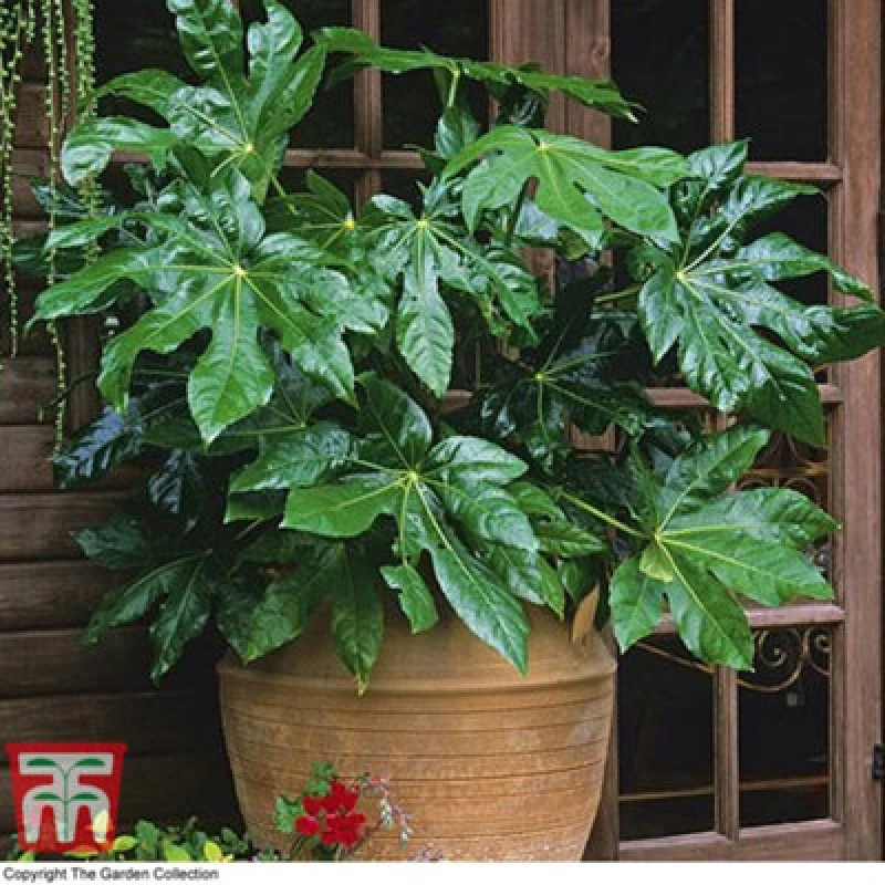 Image of Thompson & Morgan Shrub - Fatsia Japonica 17Cm Potted Plant X 2