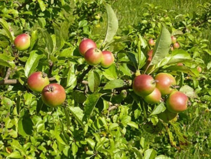 Image of Inspirational Gifting 2-3ft Crab Apple (Malus Sylvestris) Grade A Bare Root Hedge Hedging Plants Tree Sapling - Pack Of 10