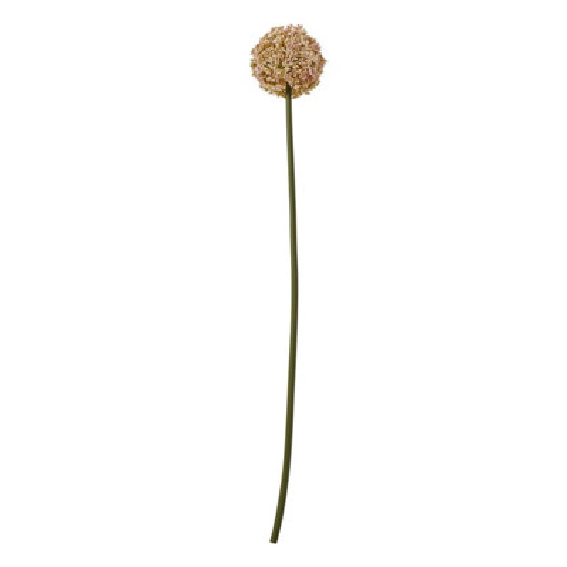 Image of Pink Allium Stem
