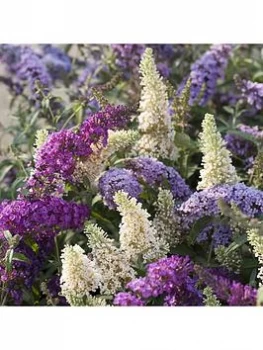 Buddleia Tricolour Plant In 2L Pot