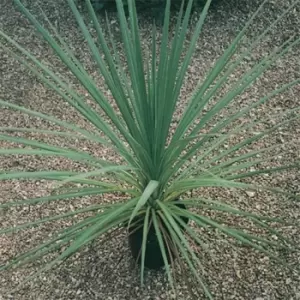 image of YouGarden Cordyline australis Green 13cm pot 55cm+ tall - Brown