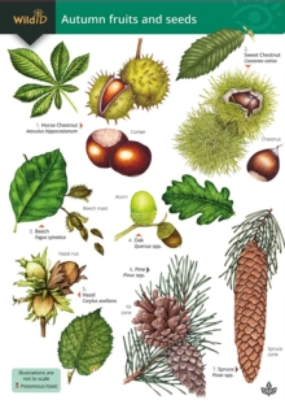Image of Autumn fruits and seeds Paperback / softback