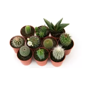 Image of Thompson & Morgan Thompson and Morgan Mini Cactus Collection - 10 plants