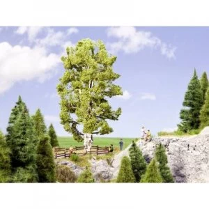 Image of NOCH 0021641 Tree Beech 190 mm