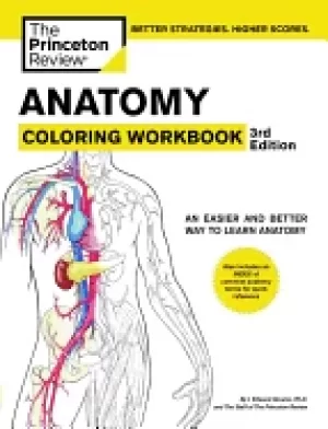 Image of anatomy coloring wor