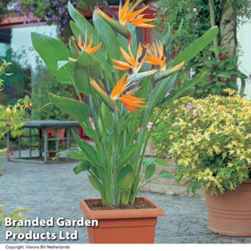 Image of Thompson & Morgan Strelitzia 'bird Of Paradise' - 9Cm Potted Plant X 2 + Charcoal Patio Pots X 2