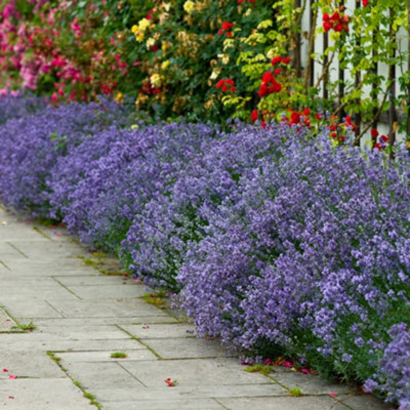 Image of YouGarden Lavender Hidcote 9cm pot x 12 Plants 12x9cm pot Purple 38417424000
