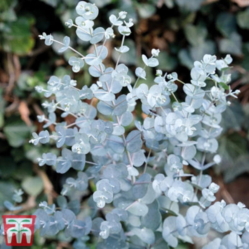 Image of Thompson & Morgan Eucalyptus Gunnii Azura 9Cm Pot X 3
