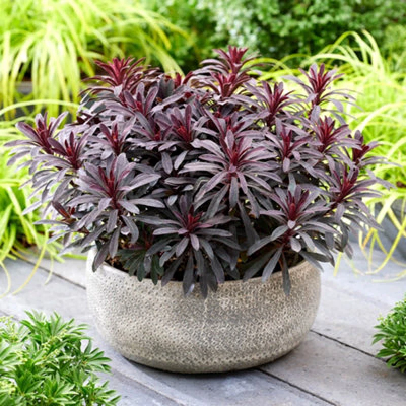 Image of You Garden Euphorbia 'Miner'S Merlot' (3 X 9Cm Pots) One Colour W3O4U Unisex