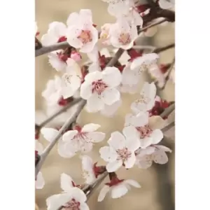 Image of Set of 3 Prunus Incisa Kojo-no-mai in 9cm Pots