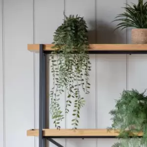 Image of Crossland Grove Trailing Fern In Soil Green L600Mm