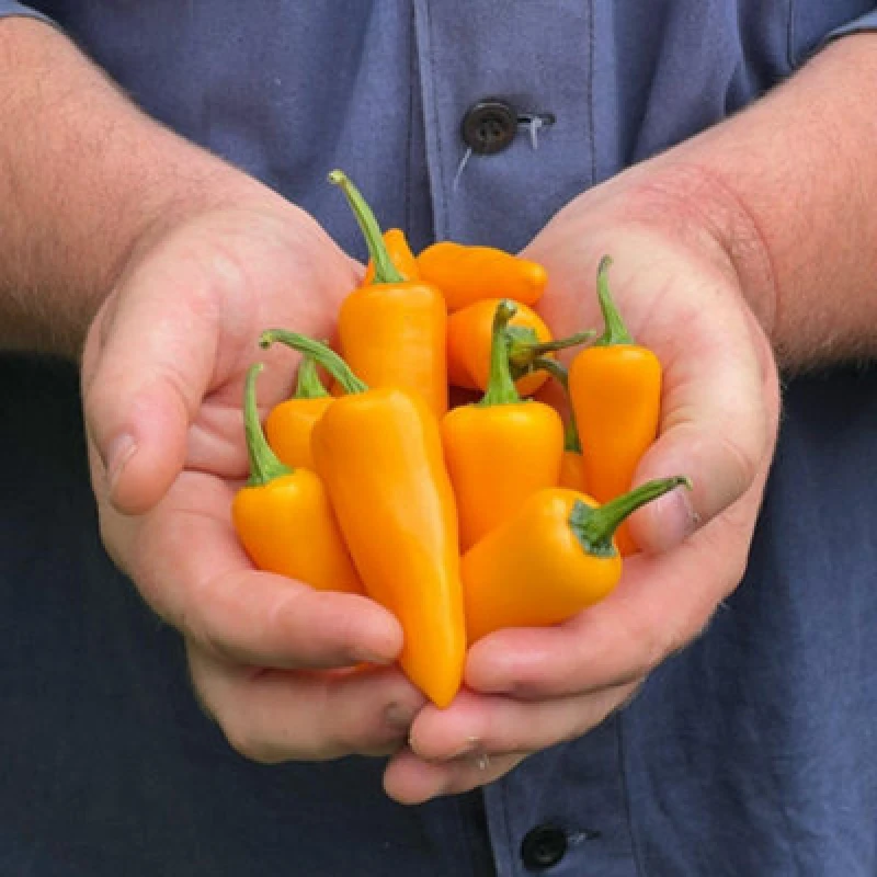 Image of Thompson & Morgan Golden Jalapeno Chilli Pepper Seeds - Medium Hot Yellow Half-Hardy Annual Perfect For Salsas & Grilling. 1 Packet (6 Seeds).