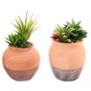 Image of Succulents In Terracotta Pots 18cm (1 Random Supplied)
