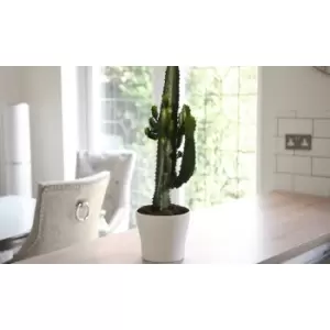Image of Thompson & Morgan Thompson and Morgan Euphorbia Acruensis Cactus 17cm Pot x 1