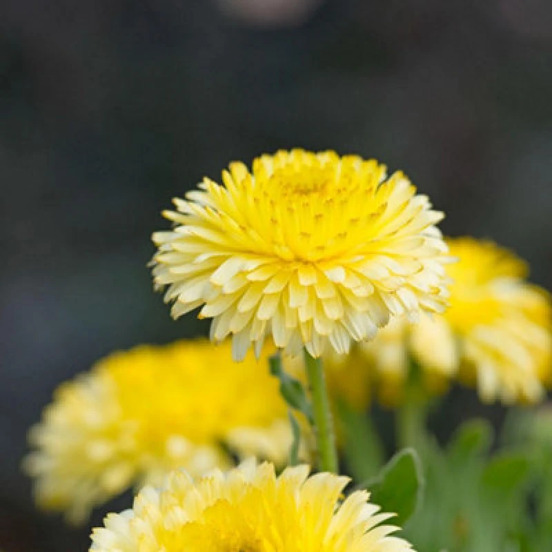 Image of Thompson & Morgan Calendula Officinalis Double Lemon Dwarf - Hardy Annual Edible Flower Seeds (50Pk) By T&m