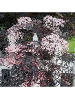 Image of Sambucus Nigra 'Black Lace' 3L