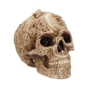 Image of Cranial Drakos Skull