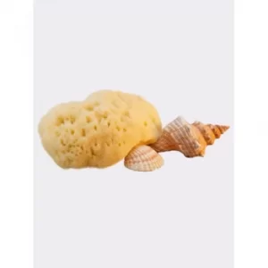 image of Hydrea London Fina Silk Sea Sponge For Cosmetic or Baby Use 7 cm