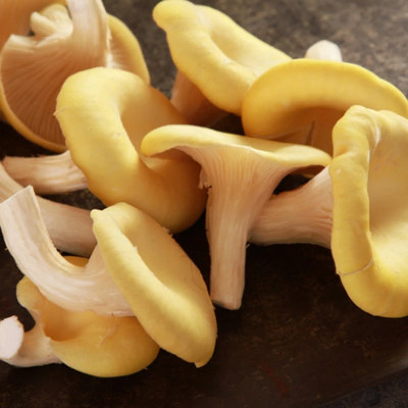 Image of Yougarden Yellow Oyster Mushroom Growing Kit, Indoor Windowsill, 3 Litre Box, Multiple Harvests
