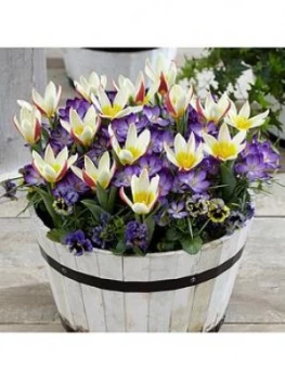 Image of First Spring Tulip And Crocus Mix 30 Bulbs