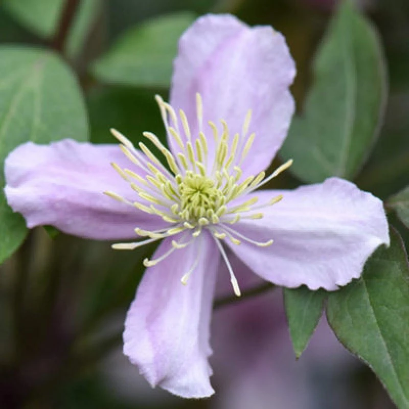 Image of Thompson & Morgan Clematis Montana Elizabeth 3 Litre Potted Plant X 1