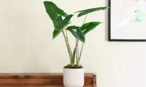 image of Alocasia Zebrina Houseplant in a 17cm Pot