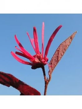 Image of Loropetalum 'Firedance' 3X9Cm Pots