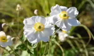 Image of Anemone Wild Swan : One