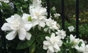 Image of Gardenia Crown Jewels Plant in 9cm Pot, Two, Green