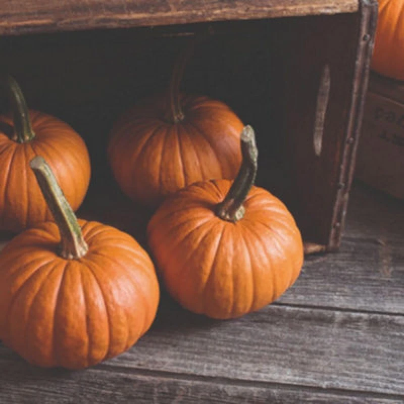 Image of Thompson & Morgan Baby Bear F1 Hybrid Pumpkin Seeds - Easy Grow Hull-Less Sweet Orange Flesh 1 Packet (10 Seeds)