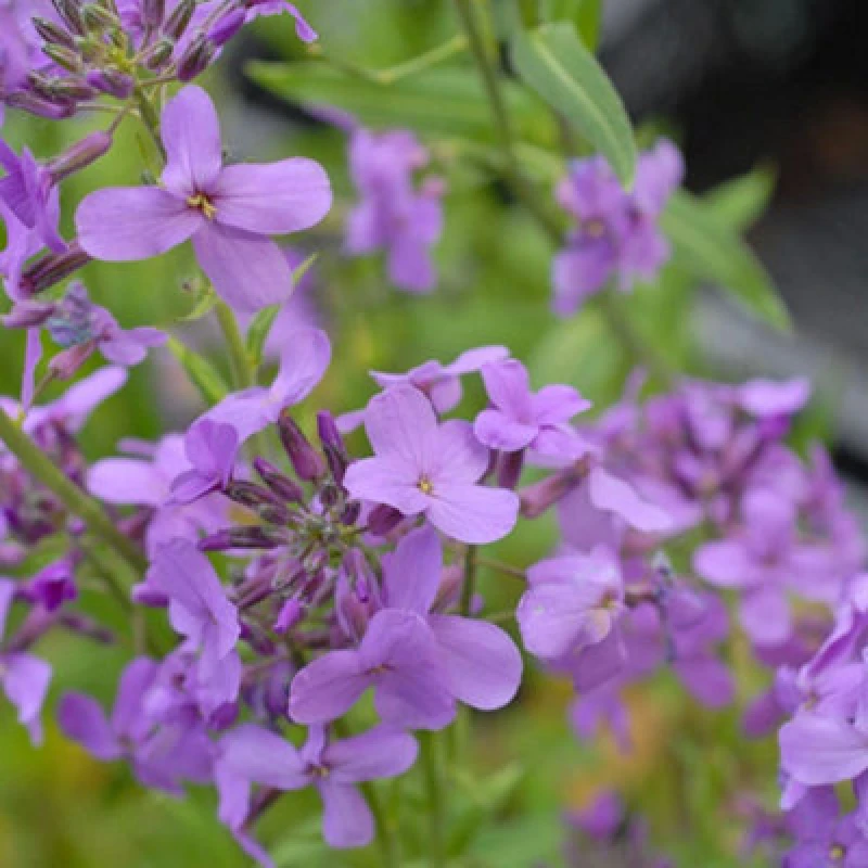 Image of Thompson & Morgan Hesperis Promo New Kew Range 1 Seed Packet