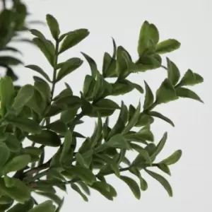 Image of Crossland Grove Buxus Bush Spray Green (6Pk) 200X200X400Mm