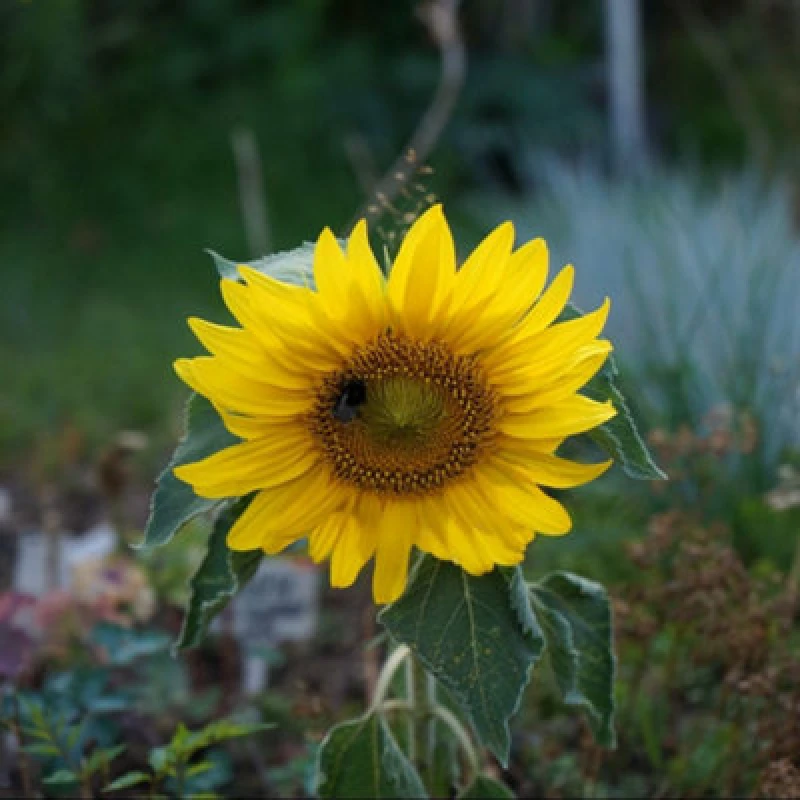 Image of Sunflower Sunspot - Dwarf Golden Yellow Giant Blooms For Pots & Borders - Thompson & Morgan