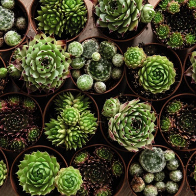 Image of Thompson & Morgan Houseplant Sempervivum Mixed 5.5Cm Pot X 1