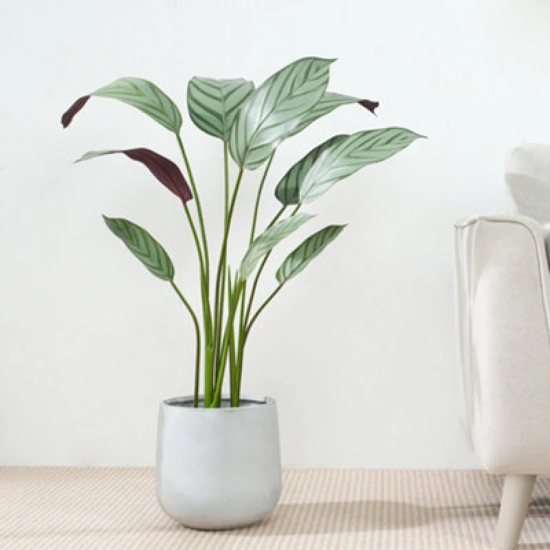 Image of MCC Direct Artificial Fake Bird of Paradise Tree Plant with Plastic Planter Pot 180cm Multi