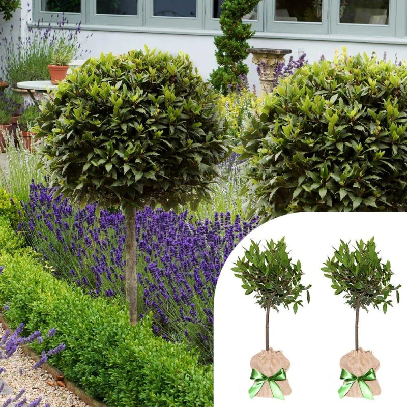 Image of You Garden Yougarden Bay Tree Standard Trees, Set Of Two 70-80Cm Tall Plants, Gift Wrapped In Brown Hessian Bags With Green Fabric Ribbons, G