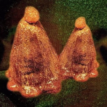 Image of Black To Comm - Oocyte Oil & Stolen Androgens Translucent Green Vinyl