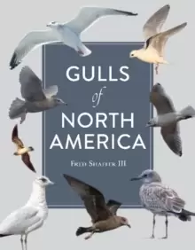 Image of Gulls of North America