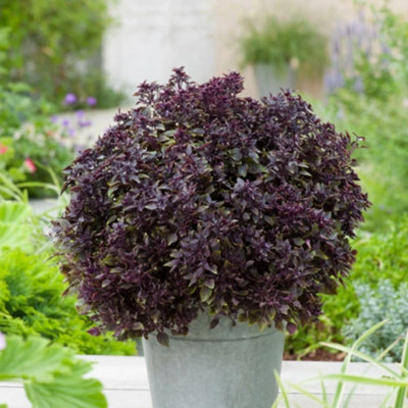 Image of Thompson & Morgan Purple Ball Basil Seeds - Ornamental Culinary Herb - Half-Hardy Annual - 15 Seeds