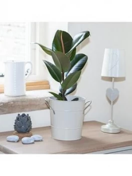 Image of Rubber Plant Ficus Elastica 'Robusta'