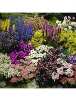 Image of Lucky Dip Perennial 12 Plant Collection