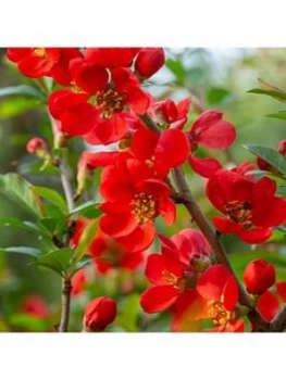 Image of Chaenomeles Sup. 'Orange Trail' 2L