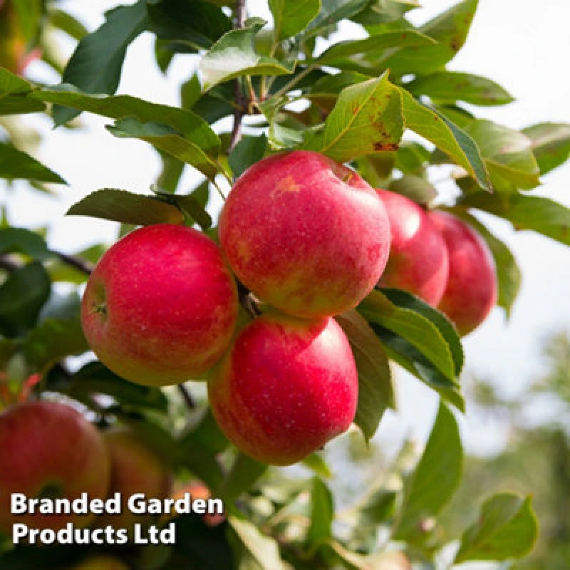 Image of Thompson & Morgan Grow Your Own Fruit Wonder Tree Apple Elstar 24Cm Pot X 1