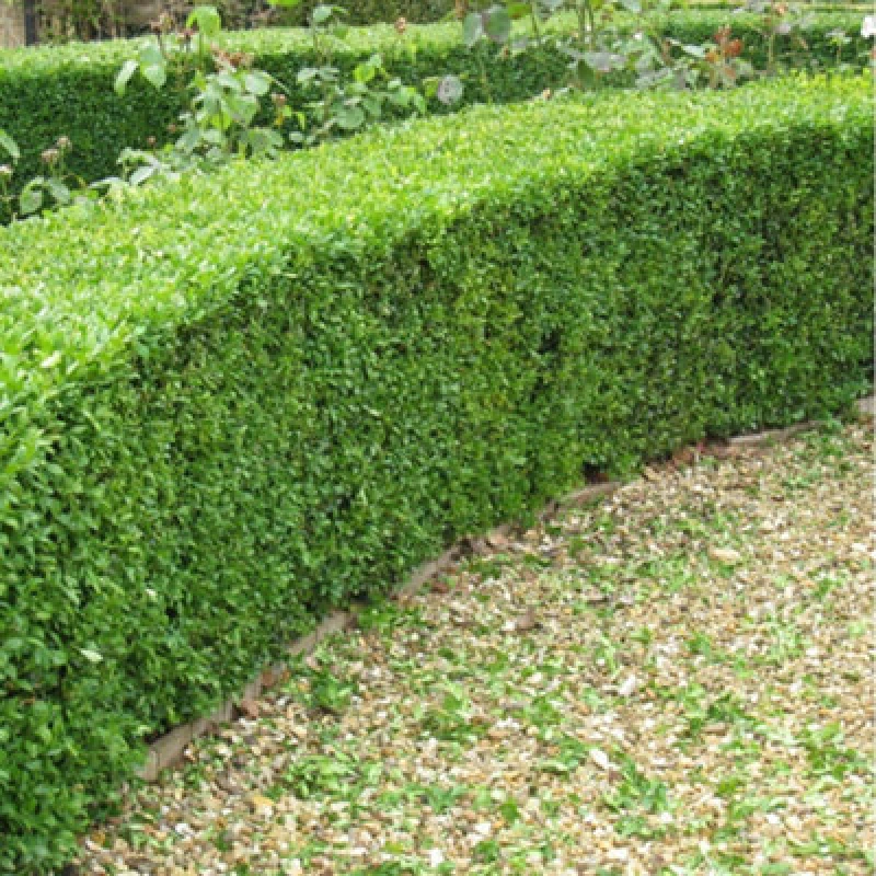 Image of Inspirational Gifting 20-30Cm Box (Buxus Sempervirens) Bare Root Hedging Plants Tree Sapling - Pack Of 10