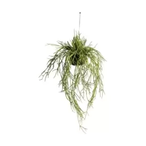 Image of Gallery Interiors Hanging Rhipsalis / Small