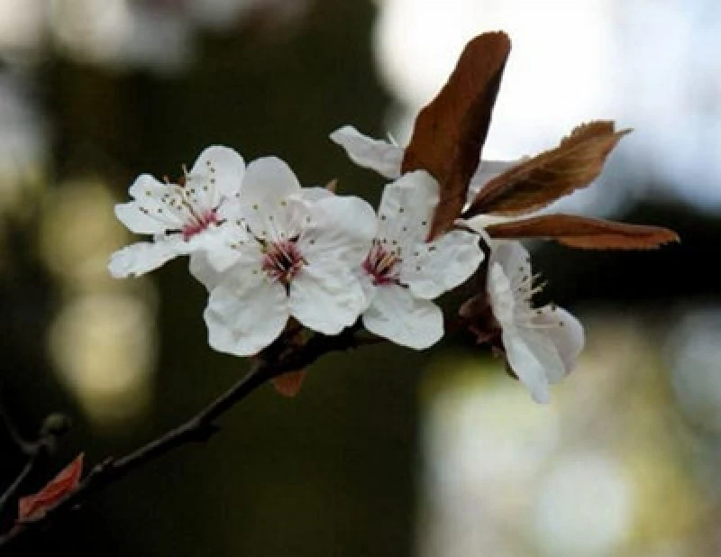 Image of Inspirational Gifting 2-3ft Cherry Plum (Prunus Cerasifera) Bare Root Hedging Plants - Pack Of 10