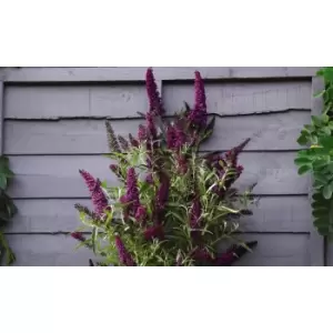 Image of Thompson & Morgan Thompson and Morgan Buddleja 'Butterfly Towers' 9cm - 3 plants